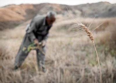 جدال کشاورزان گلستانی با تغییرات اقلیمی؛ این بار خشکسالی