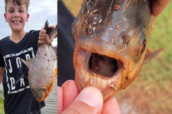 دندان های انسان در دهان ماهی شگفتی ساز شد