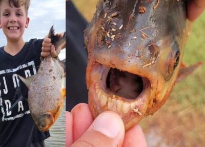 دندان های انسان در دهان ماهی شگفتی ساز شد